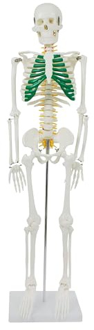 MedMod Anatomie Skelett 87 cm, detailliertes menschliches Skelett aus PVC mit Spinalnerven, Arterien und Bandscheibenvorfall, für Schule, Studium und Anatomie-Training, Lehrmodell