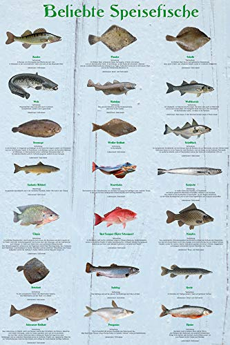1art1 Fische XXL Poster Beliebte Speisefische Plakat | Bild 120x80 cm