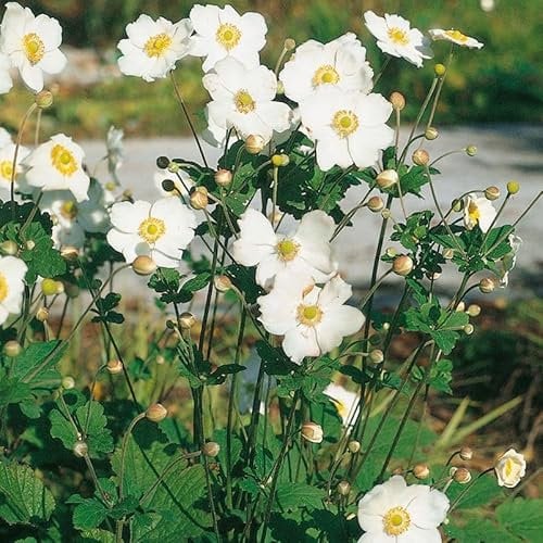 Anemone japonica (Herbst-Anemone) 'Whirlwind' weiß, 3 Liter Topf