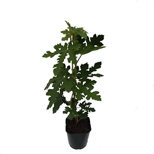 NEU! Feigenbaum Ice Crystal, Feige mit dekorativer Belaubung, frostharte Pflanze im 5 Liter Topf