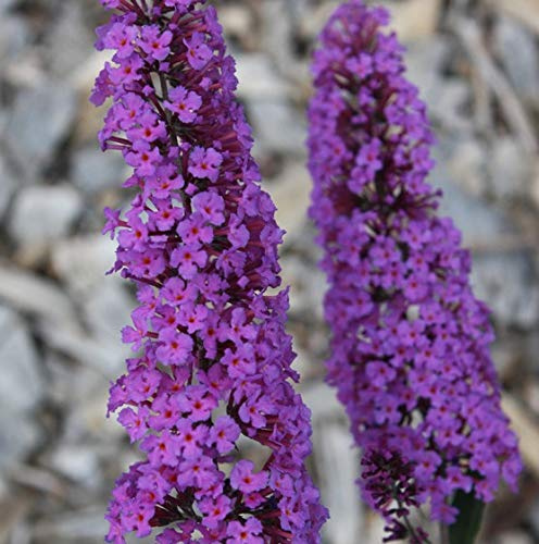 Buddleja davidii Border Beauty 25-30 cm Schmetterlingsflieder Sommerflieder - Fliederspeer