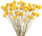 40PCS Billy Bälle Blumen Getrocknet Craspedia Globes Decor Natürliche Getrocknete Blumen für Blumenarrangements, Hochzeit, Zuhause, Hohe Vase, Dekoration （Gelb）