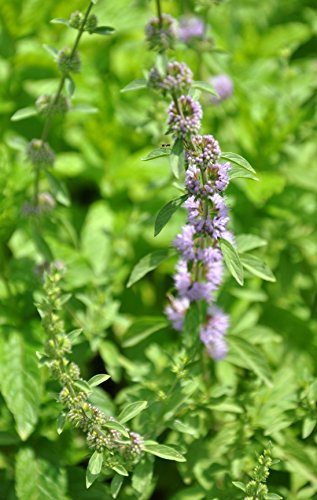 Tulsi wides Basilikum Ocimum canum 50 Samen