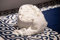 Burrito Blanco | Set Toallas tocador, 196 Blanco | Juego de 6 Toallas | Toallas de cortesía | Toallas Invitados