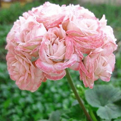 Portal Cool 10pcs Rosebud Geranio Semi Apple Blossom Pelargonium in Vaso Balcone