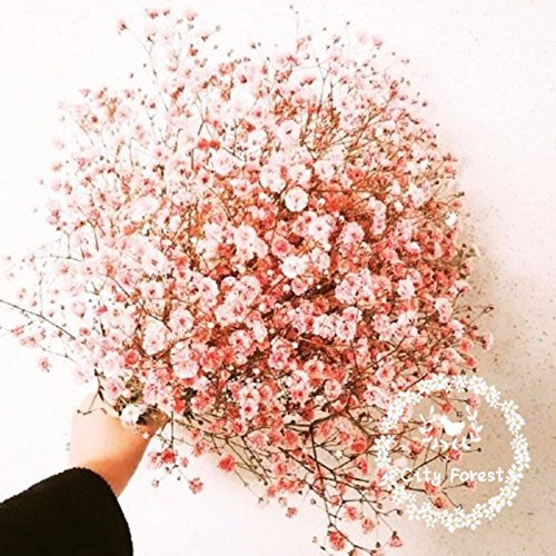Getopfte Blumensamen Baby 's Breath, Rosa Gladiolen Samen, Rosa Baby 'breath, über 100 Partikel