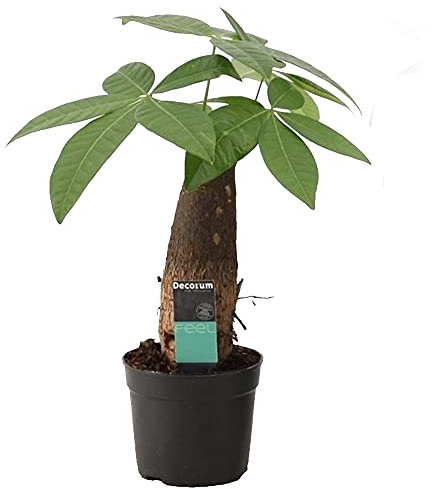 Glückskastanie (Pachira aquatica), pflegeleichte Zimmerpflanze (XXL Stamm im 12cm Topf, ca. 40cm hoch)