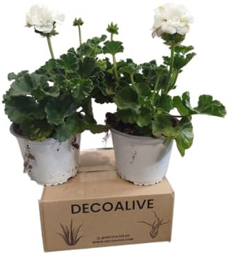 Geranios Blancos DECOALIVE Pack de 2 Plantas Naturales con Flores Blancas