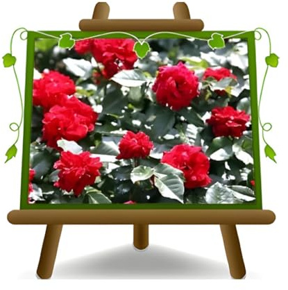 EURO PLANTS Rosa Rampicante Fiore Grande Rosso Rubino | Rosa Rampicante Altezza 170-200 cm