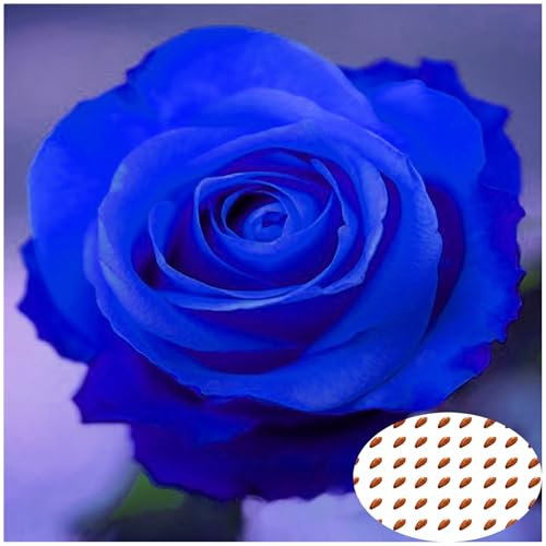 50 Stück Blaue Rosen Samen, Seltene Rosenpflanzen für Garten & Balkon, Kletterrosensamen, Blumensamen Balkon, Schnell Keimende Rosenpflanzen (Nicht-GMO) (Blau)