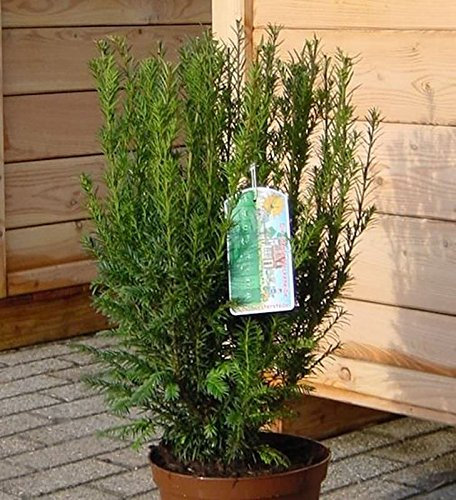Heckeneibe Westerstede 30-40cm - Taxus baccata - lebende Gartenpflanze aus den Baumschulen