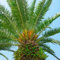 Palmensamen Baumsamen Winterharte Palme Samen - Exotische Pflanzen Samen für Garten und Balkon, draußen zu züchten 50 Stück