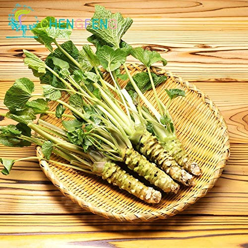 Shopmeeko 50 teile/los Wasabi pflanzen Japanische meerrettich bonsai Gemüse Diy Pflanze Bonsai für Hausgarten Sementes seltene und frische pflanzen po