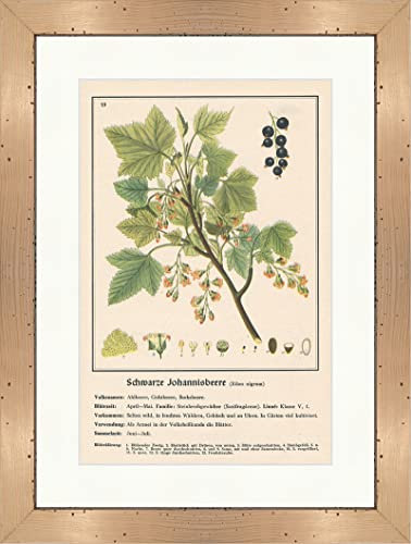 Biller Antik Grosella negra Ribes nigrum Plantas medicinales Hierbas medicinales 201 Enmarcado