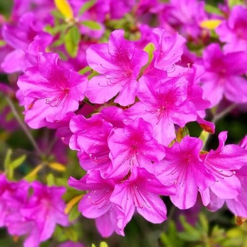 semillas de bonsái de azalea azalea semillas plantas plantas jardín bonsái flores jardín jardín interior jardín resistentes rododendro planta balcón planta maceta hoja perenne 40pcs