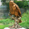WJUHYGTF Adler Figur Aus Polyresin, Statue Garten Deko Gartendeko Frost Und Wetterfest Stehende Greifvogel Gartenfigur Für Balkon Terrasse Groß Adle,Gold