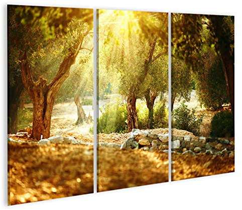 islandburner, Bild auf Leinwand Olivenbäume Garten. Mediterraner Olivenhain mit altem Olivenbaum Wandbild Leinwandbild Kunstdruck Poster 130x80cm - 3 Teile