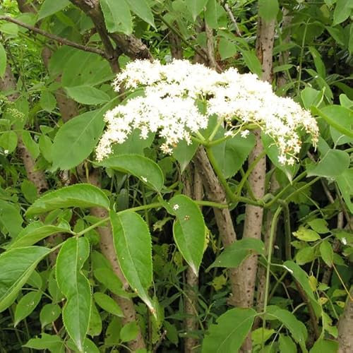 3 x Sambucus Nigra- Schwarzer Holunder 50-60 cm im Container