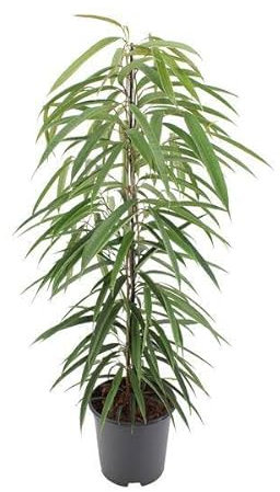 Schmalblättrige Birkenfeige – Ficus binnendijkii Alii – Ø21cm – Höhe ca. 80cm – Elegante Zimmerpflanze mit glänzenden Blättern – Pflegeleicht & dekorativ für Zuhause & Büro