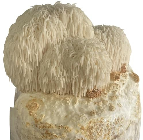 Hawlik Pilzbrut – Lions Mane Pilzzuchtset – BIO Hericium erinaceus Pilzkultur – Löwenmähne Pilz zum selber züchten – Igelstachelbart Pilze züchten Set für Zuhause - Für Änfänger und Fortgeschrittene