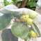 Gartennetz, feines Netz, Obst, Baum, Gemüse, Schutznetz, Gewächshaus, Reihennetz, Hochbeet, 3 m x 15 m