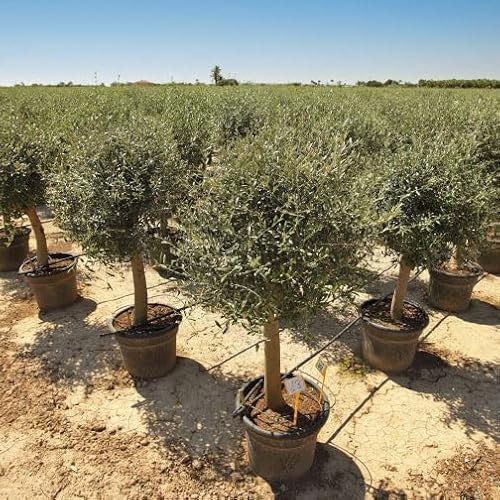 Olivenbaum 'Lechin', 160 cm, Winterhart bis -18°C, 25 Jahre alt, Premium A+ Qualität