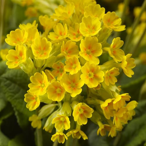 100pcs Candelabra Primrose Flower Seeds,Yellow