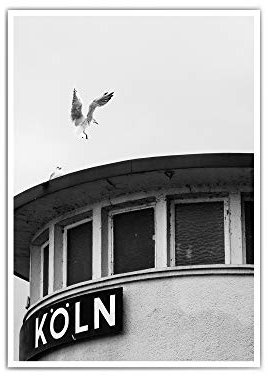 Köln Poster (Köln Taube)