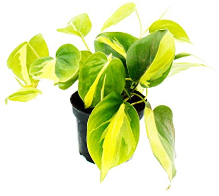 Exotenherz - Philodendron scandens Brasil - Amico dell'albero rampicante - bicolore - vaso da 12 cm