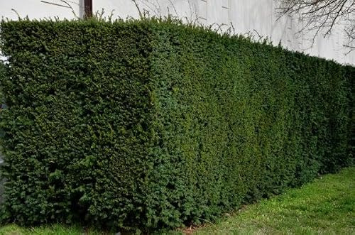 15 Taxus media 'Hilli' 60-80cm ohne Ballen gemessen– Bechereibe | Immergrüne Heckenpflanze & Ziergehölz | Schnittverträglich, winterhart & pflegeleicht“ | Eiben | Heckenpflanzen | Eibe