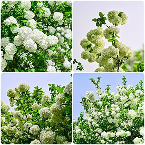 Schneeball Deko Pflanze Samen,Viburnum Sargentii,Seltene Pflanzen Serie,Fensterbank Deko Innen Winterharte Stauden Mehrjährig Baumsamen Bonsai Baum Flower Seeds Balkon Garten Gastgeschenk 500 Stück
