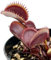 Fangblatt - Dionaea Muscipula 'Red Piranha' - rote Venusfliegenfalle - blühfähig im 9 cm Rundtopf - fleischfressende Pflanze