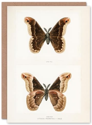 Artery8 Sherman Denton Art Card Promethea Silk Moth Male