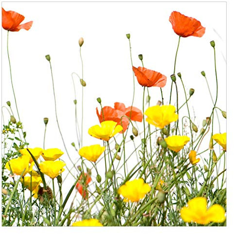 Bilderwelten Blumen Fototapete Landhaus inkl. Kleister 240x240cm - Vliestapete Made in Germany - große Blumen Tapete Schlafzimmer - Mohn Blumentapete 3D - Tapete floral Wohnzimmer Flur T_1406