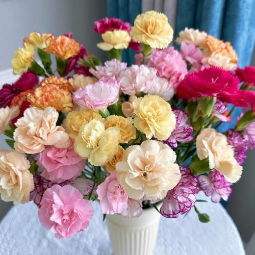 bartnelken pflanzen samen,Dianthus, schnittblumen, saatgut blumen nelken samen blumensamen kaufen, pflanzensamen exotisch blumen samen, exotische pflanzen winterhart bienenwiese 1000pcs