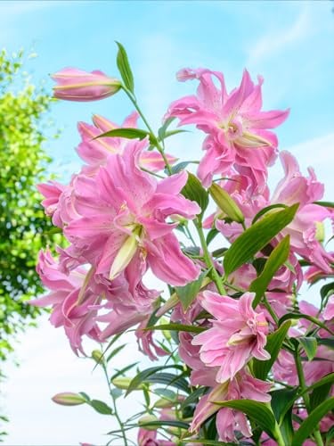 Lilie Lotus Elegance | 3 Stück | Knolle | Schnittblume | duftend | Verwildernd | Rosa | 100% Blütegarantie | QFB Gardening