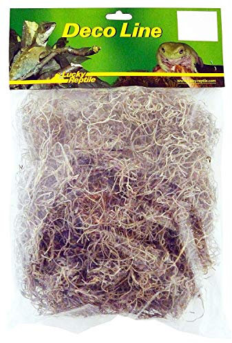 Lucky Reptile Spanisches Moos