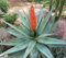 Portal Cool Aloe Ferox Bitter Aloe Red Aloe del Capo Aloe 20 Semi