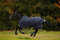Horseware Amigo Bravo 12 Turnout Medium 250g - Navy/Blue/Strong Blue & Black