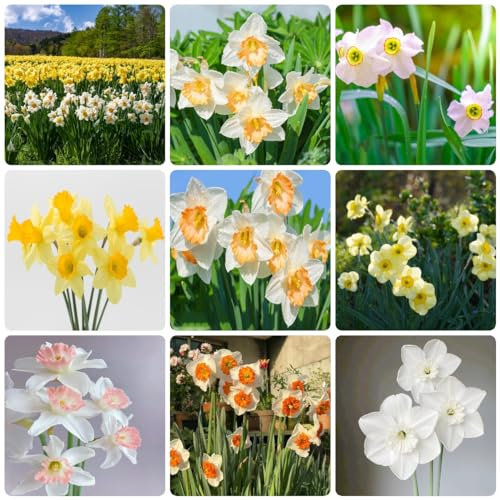 4 pcs osterglocken narzissen zwiebeln winterhart - blumenzwiebeln winterhart dachbegrünung narzissenzwiebeln,Narcissus wildblumen büropflanzen kräutergarten geschenk blumenzwiebel