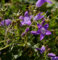 Dalmatiner Glockenblume Nice to see - Campanula portenschlagiana Nice to see