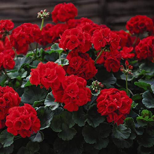 Geranium Best Red Garden Flowering Plants, Half-Hardy Perennial, Large Shapely Scarlet Flowers, 30 x Plug Plants by Thompson and Morgan
