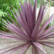 Cordyline Kohl / Palme, Australis Purpurea, 10 Samen