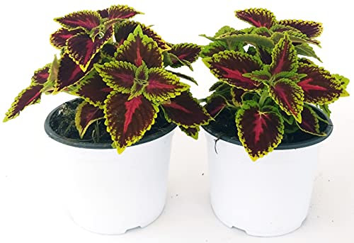 POWERS TO FLOWERS - COLEUS FOGLIA BICOLORE (BORDEAUX E VERDE), 2 PIANTE, piante vere