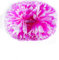 Hrlace 2 Stück Cheerleading Pompons Professional Cheerleader Pom Poms Kunststoff Handblumen Bunte Cheerleading Puschel mit Griff für Sportwettbewerb Cheer Dance Party Rosarot Weiß 3.5Zoll 21×26cm