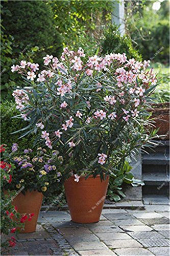 Bonsai Oleander Oleander Samen (Oleander indicum Mühle) Outdoor Charming Blume Baum Blooming Pflanzen Garten Dekoration 120 PCS/LOT Show In Picture 3