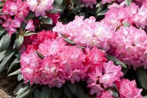 Rhododendron yak. Anuschka Alpenrose 30-40cm im Topf gewachsen