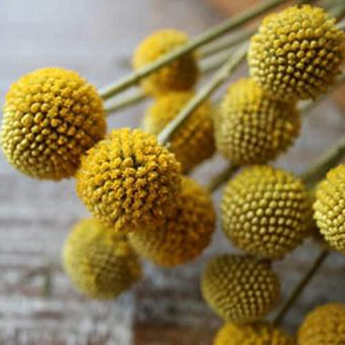 Haloppe 100 Stück Craspedia Globosa Blumen Pflanzensamen für die Bepflanzung des Hausgartens, Craspedia Globosa Samen einjährige Blumen-Bonsai-Samen für den Garten Saatgut