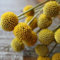 Haloppe 100 Stück Craspedia Globosa Blumen Pflanzensamen für die Bepflanzung des Hausgartens, Craspedia Globosa Samen einjährige Blumen-Bonsai-Samen für den Garten Saatgut