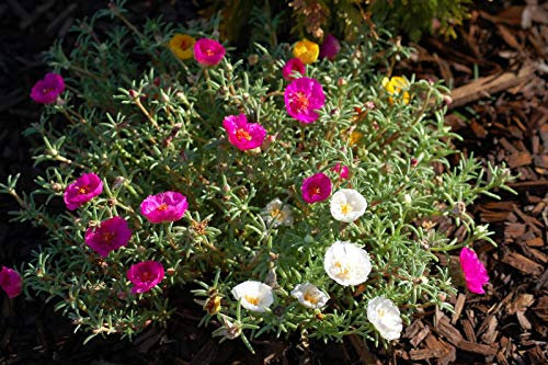 Rose Moss Seed, Mixed Rose Moss Seed Ground Cover, bassa crescita 50:Seeds